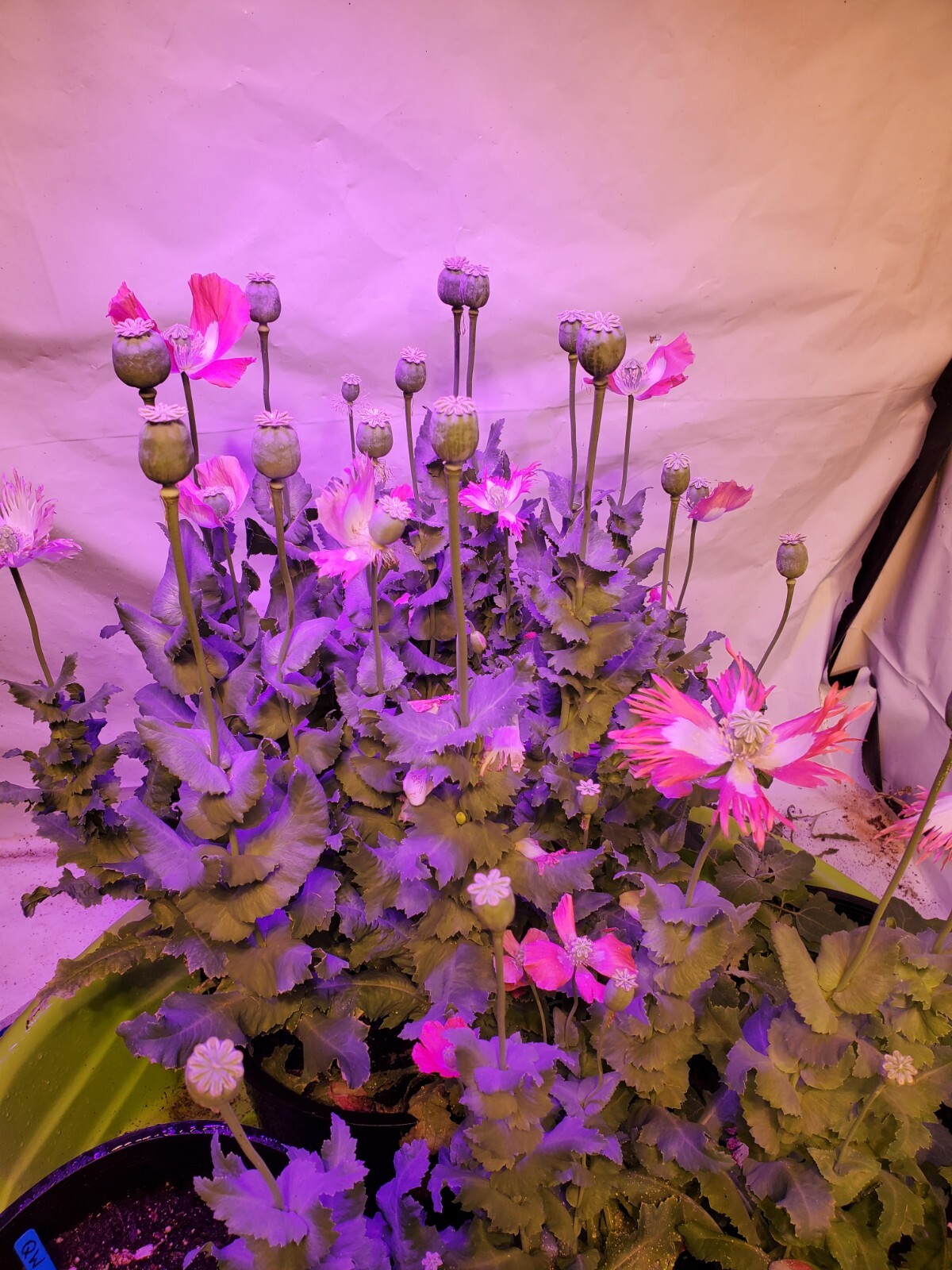 TRUE Galania Izmir Afghan Special Poppy Seeds 1500 Count Indoor/Outdoor