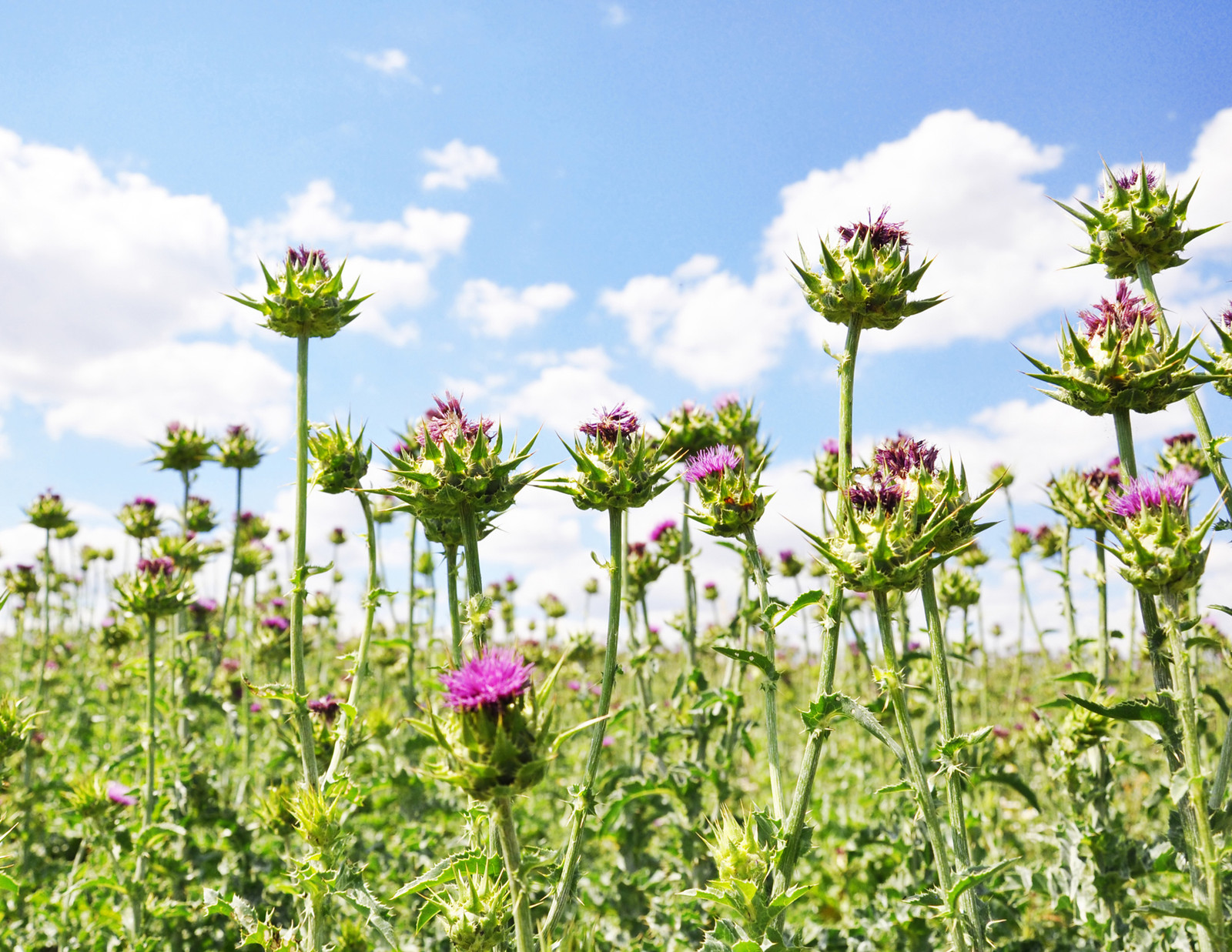 Organic Milk Thistle Seeds (Silybum marianum) – Striking Purple Blooms, Medicina