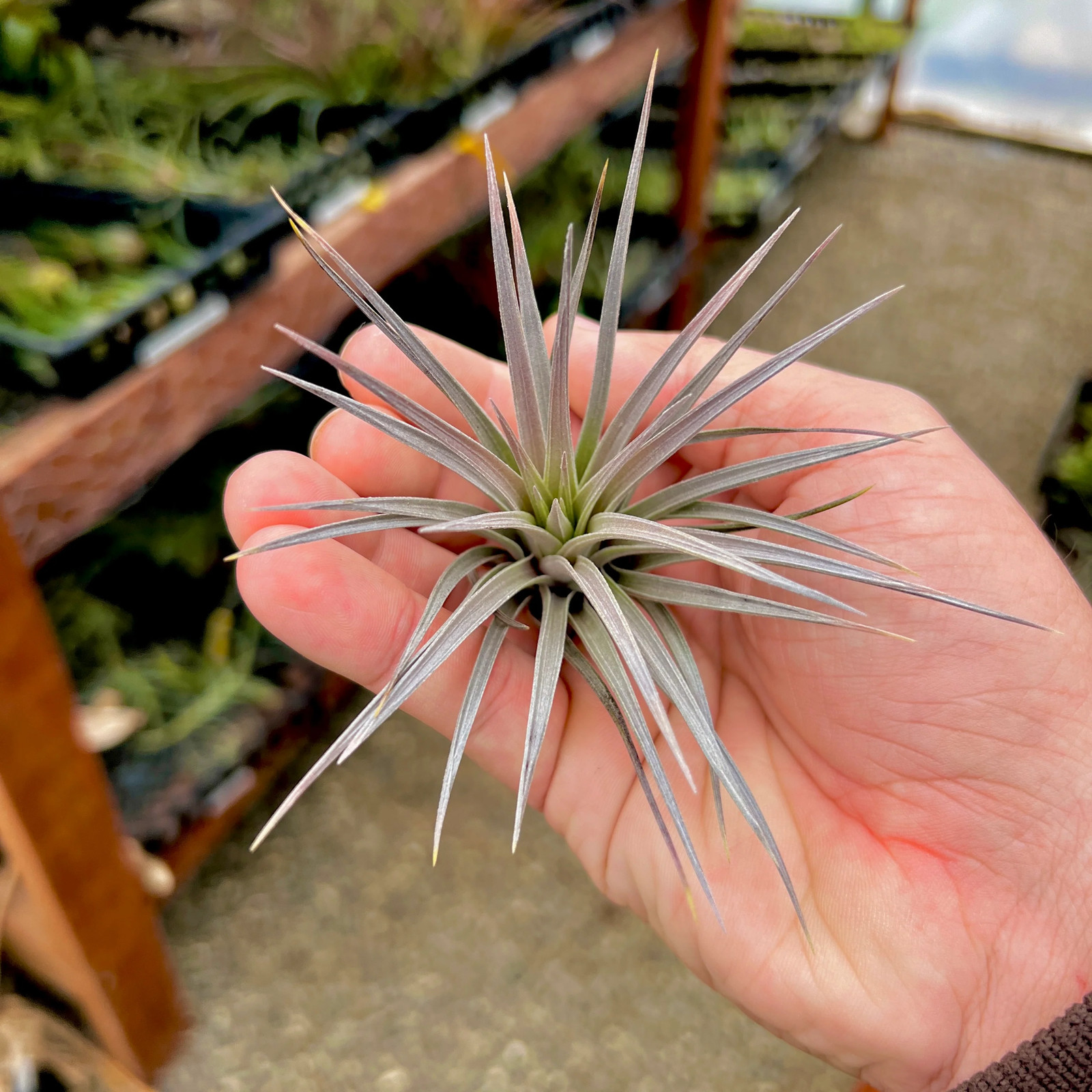 Stricta ‘Purple Haze’ Small Air Plant w/ Natural Light Purple Leaves