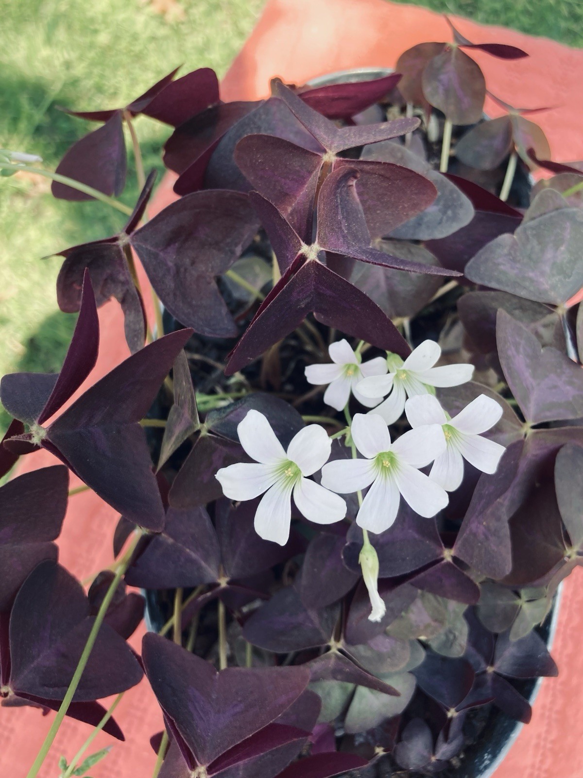 100 Oxalis Triangularis Purple shamrock corms only