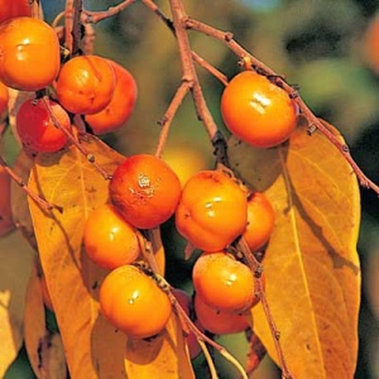 Persimmon ‘Meader’ (Diospyros virginiana) 1 year old grafted plant