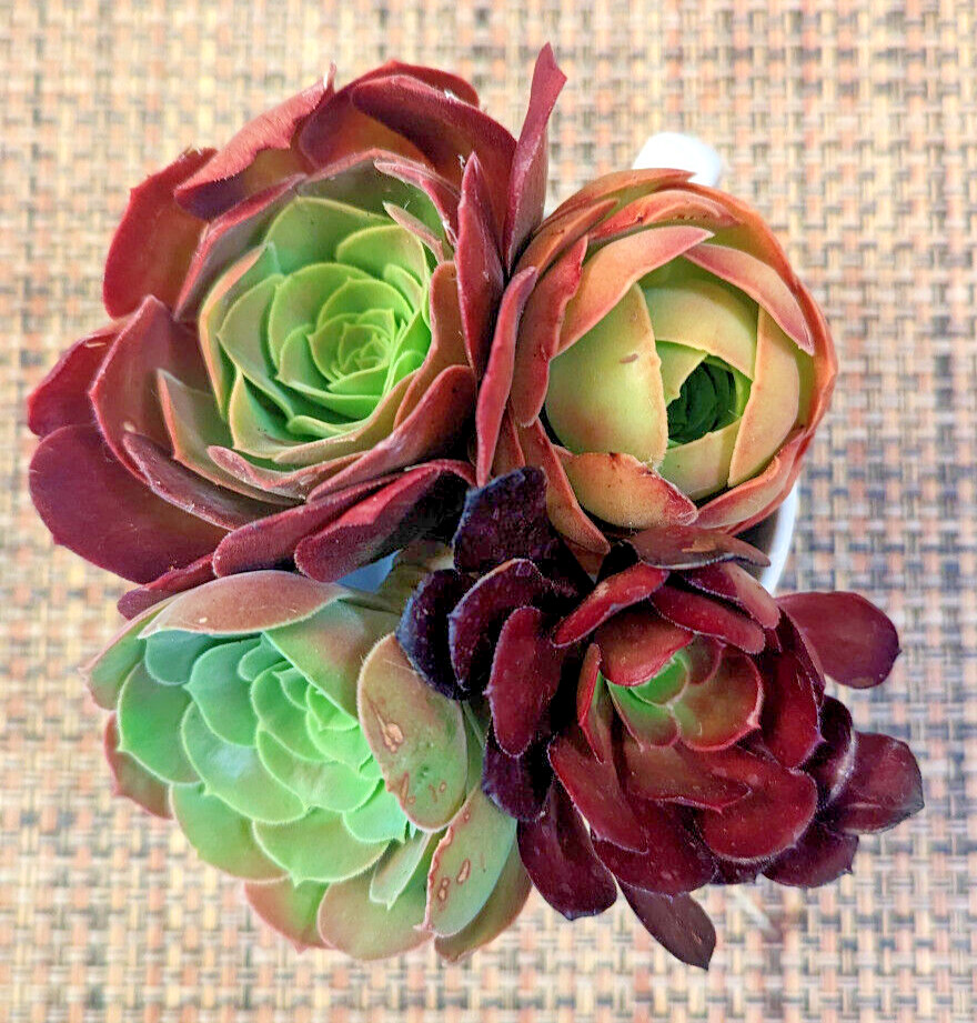 QUARTET (= A SET OF 4 DIFFERENT) AEONIUM CUTTINGS – 2″ (= 5 CM) DIAMETER