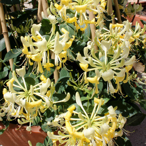 ~SCENTSATION~YELLOW Dutch HONEYSUCKLE VINE Lonicera japonica periclymenum