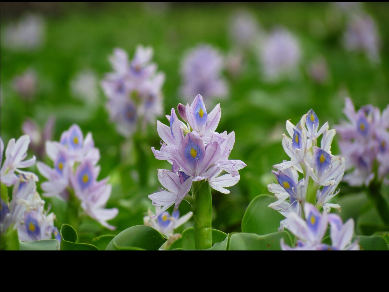 Water Hyacinth 24 plants natural filter stop algae koi pond garden J&J Aquafarms
