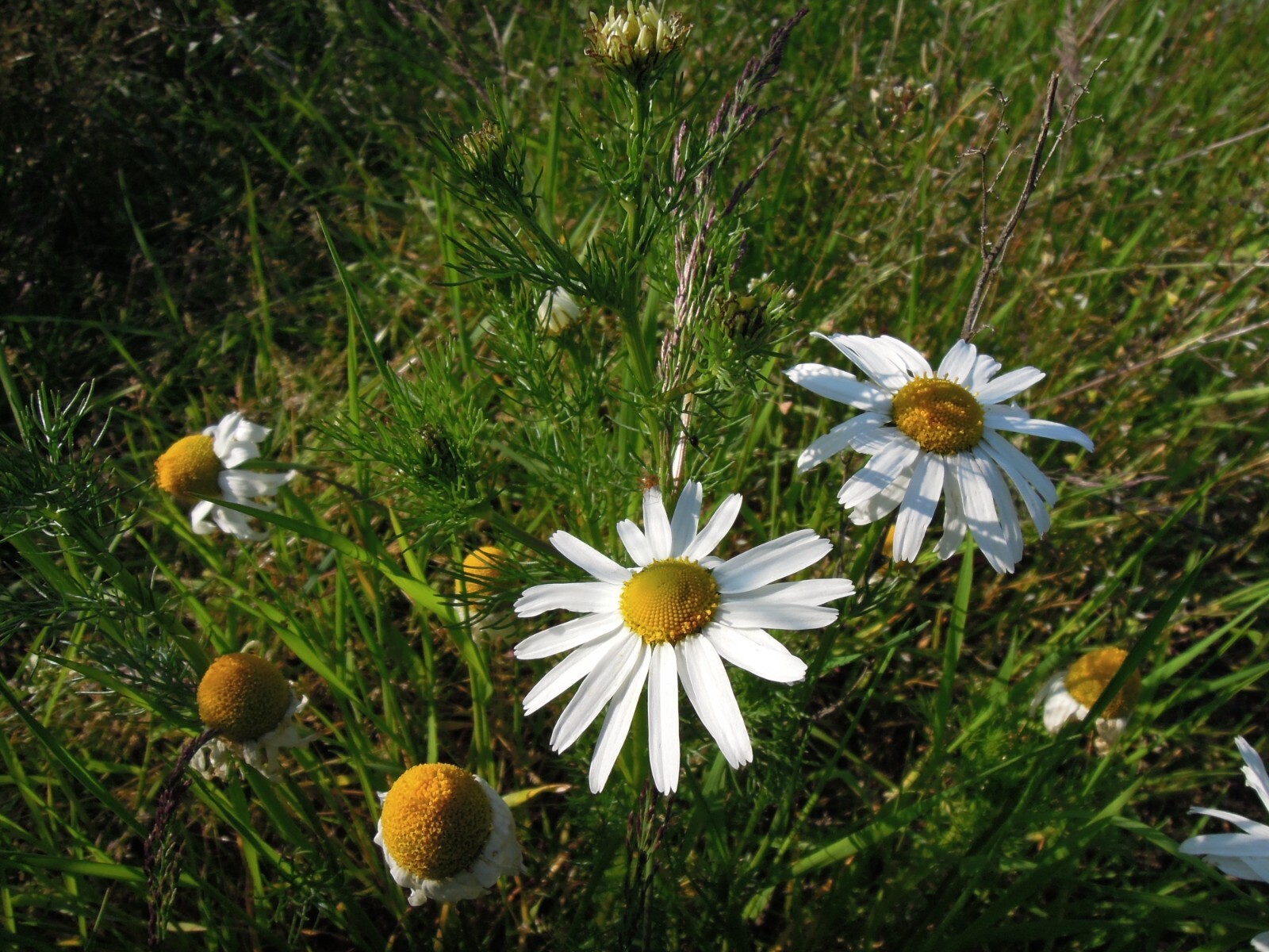2000 German Chamomile Seeds – Matricaria recutita – Non-GMO Medicinal Herb