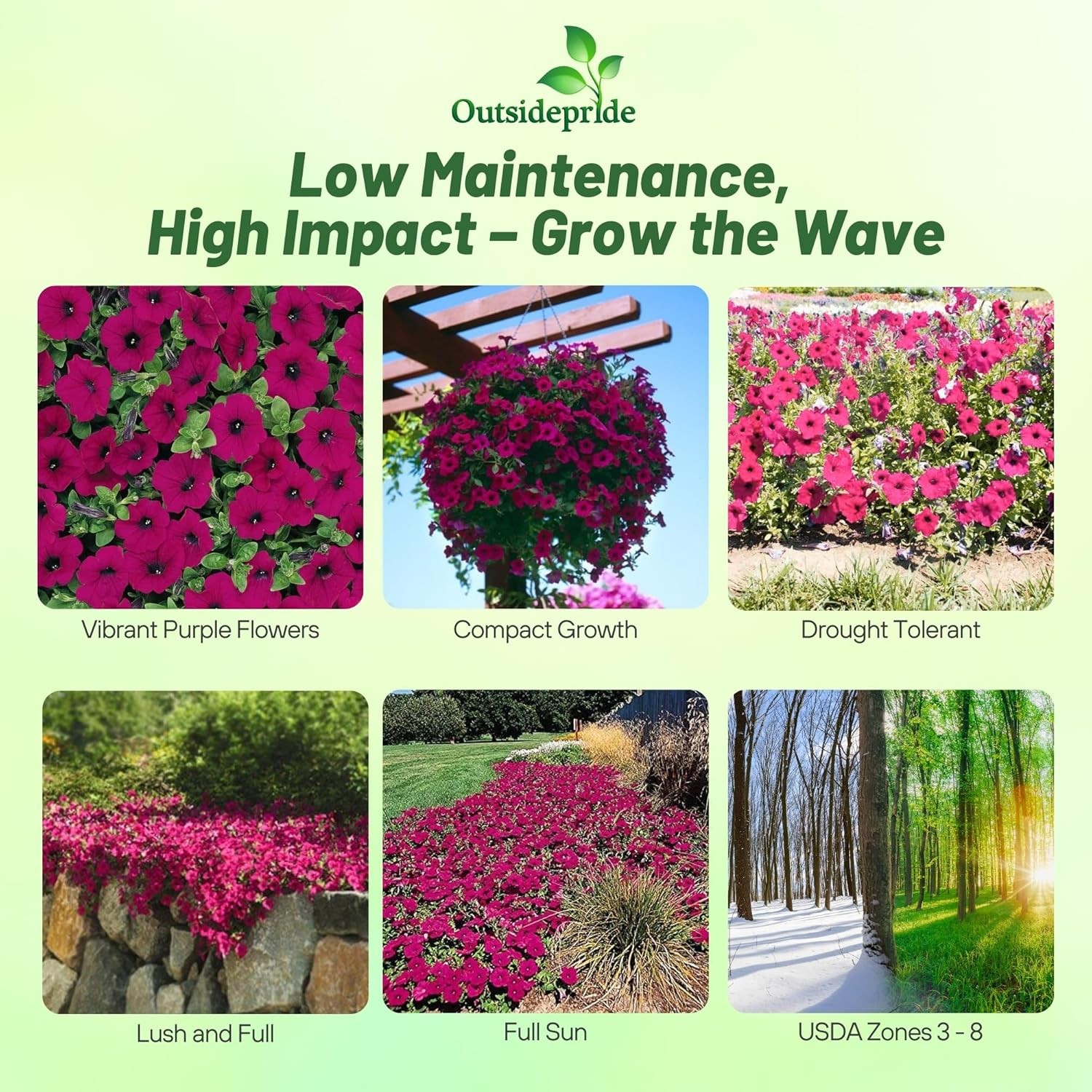 30 Seeds Purple Classic Wave Petunias Only Grow 4 – 6 Inches Tall – AAS Winner