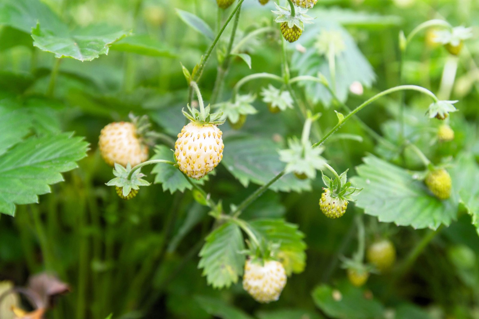 20 ‘ PINEAPPLE CRUSH ‘ STRAWBERRY Everbearing Fragaria Vesca Alpine White Yellow
