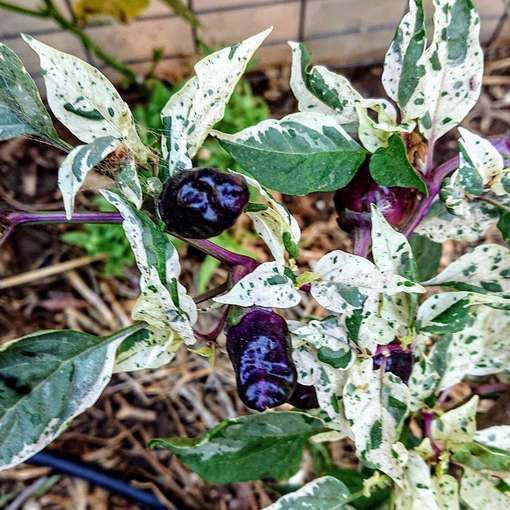 Purple Tiger Hot Pepper Cacho Whitehead Leaf 10 Seeds Free Shipping!