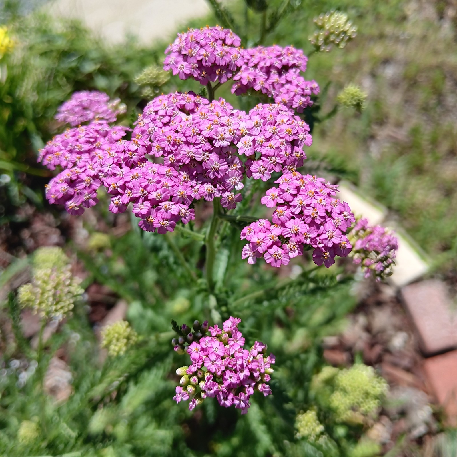 PINK Yarrow Heirloom Starter Plant Non-GMO Medicinal