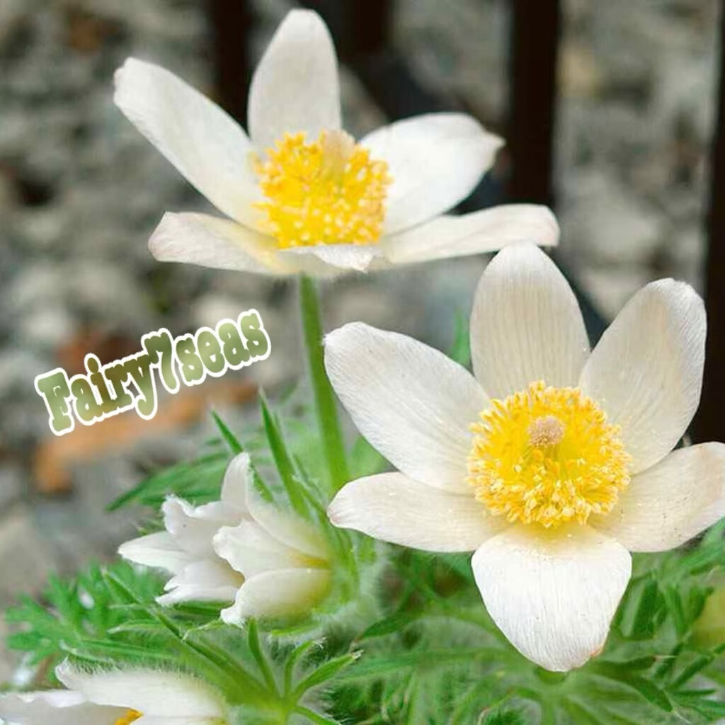 Anemone Seeds -Pulsatilla Vulgaris- Pasque Flower, Anemone Vulgaris White