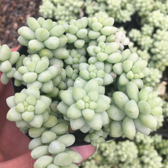 4 Packs Burro’s Tail Sedum Morganianum Donkey’s Tail Rooted in 2 inch Planters