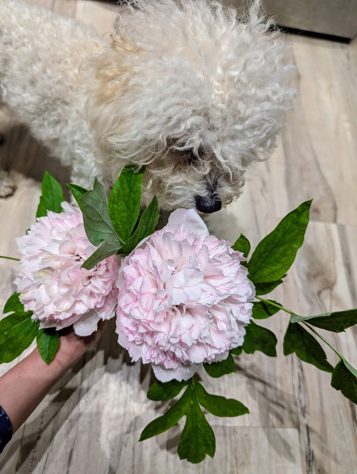 “Red thread girl” large flower tree peony Preorder for fall 2026