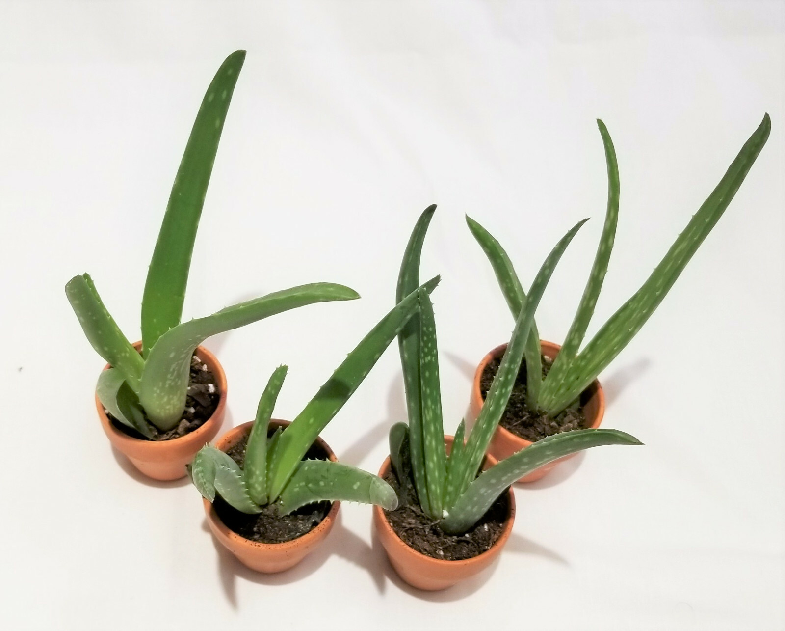 Set of 4, 4″-8″ Organic Aloe Vera Succulent Plants, Homeopathic Herbal Medicinal