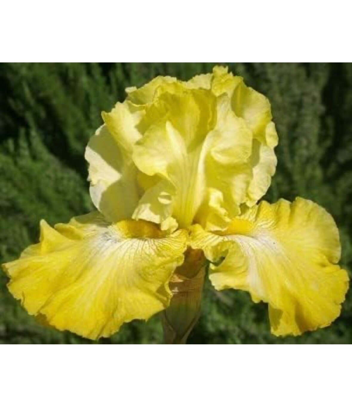 Yellow Iris – 6 Yellow Tall Bearded Iris Rhizomes – Perennial