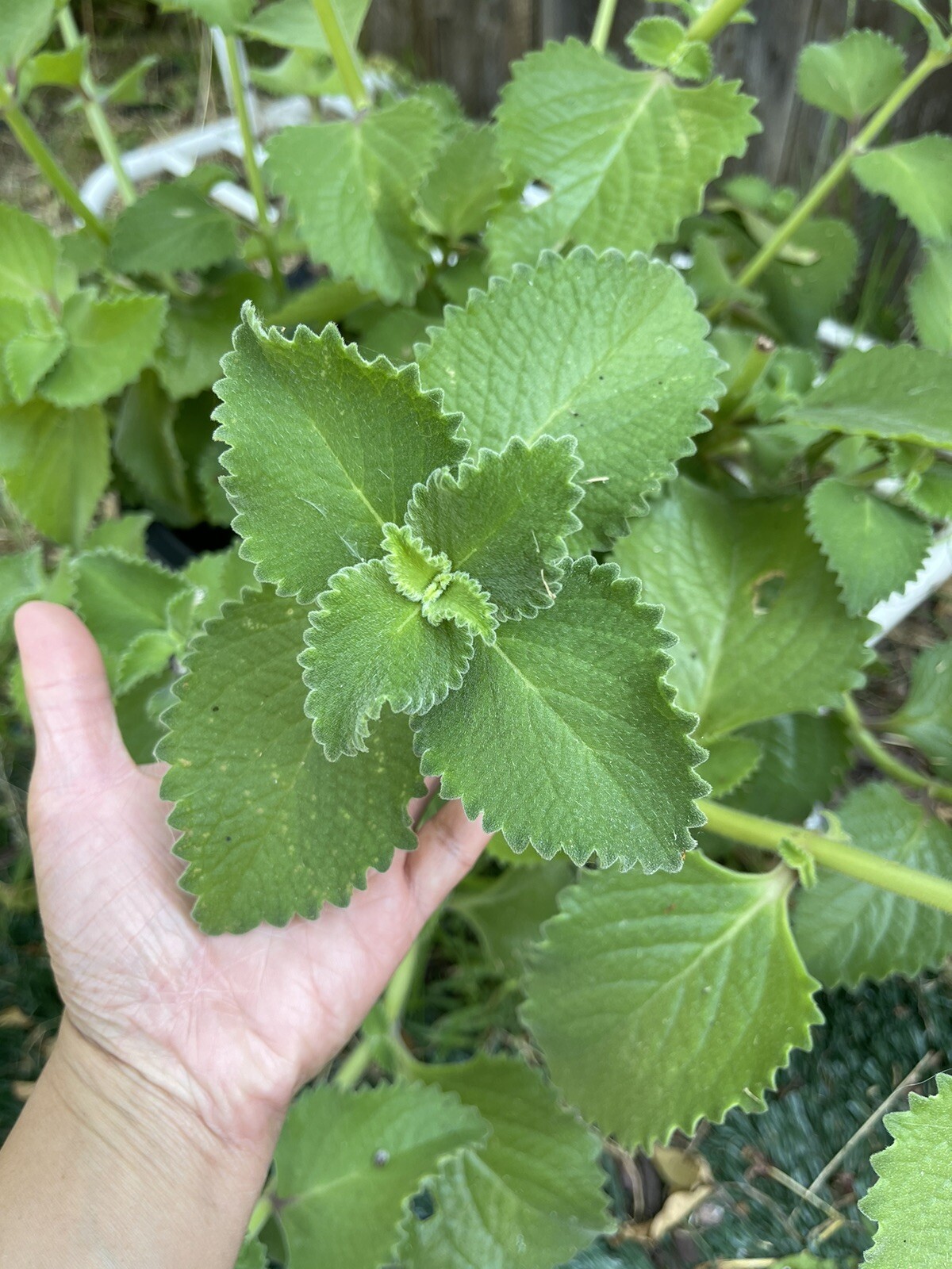 1 Cuban Oregano Unrooted Cutting | About 4” long | Mexican Mint | Indian Borage