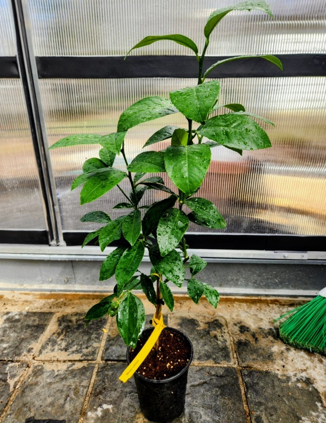 Navel Orange Tree – 16″-24″ – Mature Fruiting Plant Will Fruit This Year!