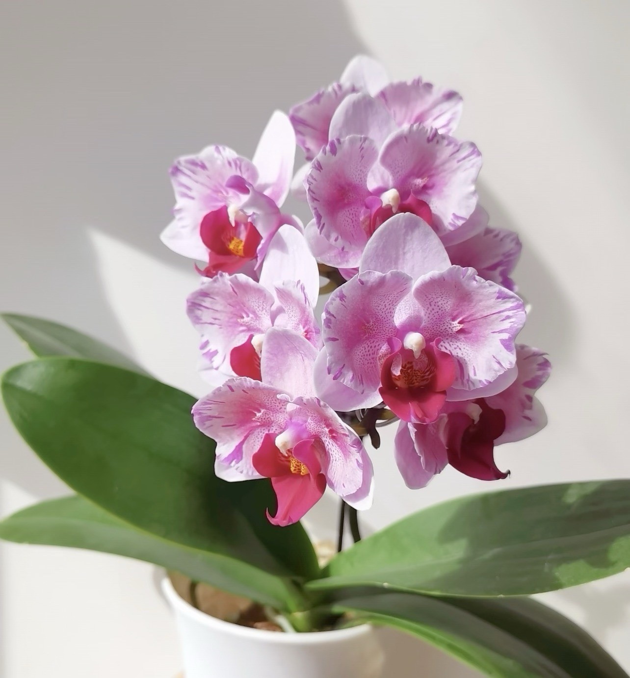 Phal. Miki Splash Butterfly, beautiful flowers, multiflora