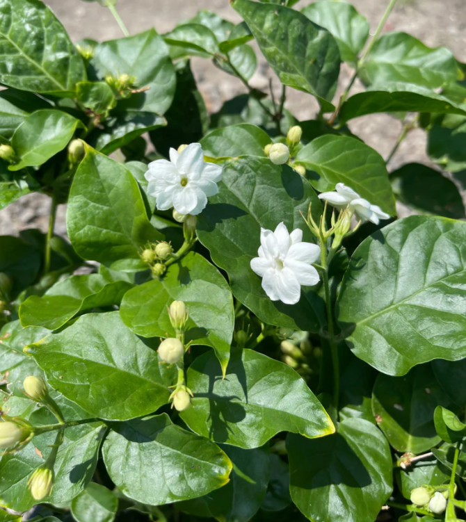 Arabian Jasmine Plant – 6-10″ Tall – 3.5″ Pot – Fragrant White Flowering Plant