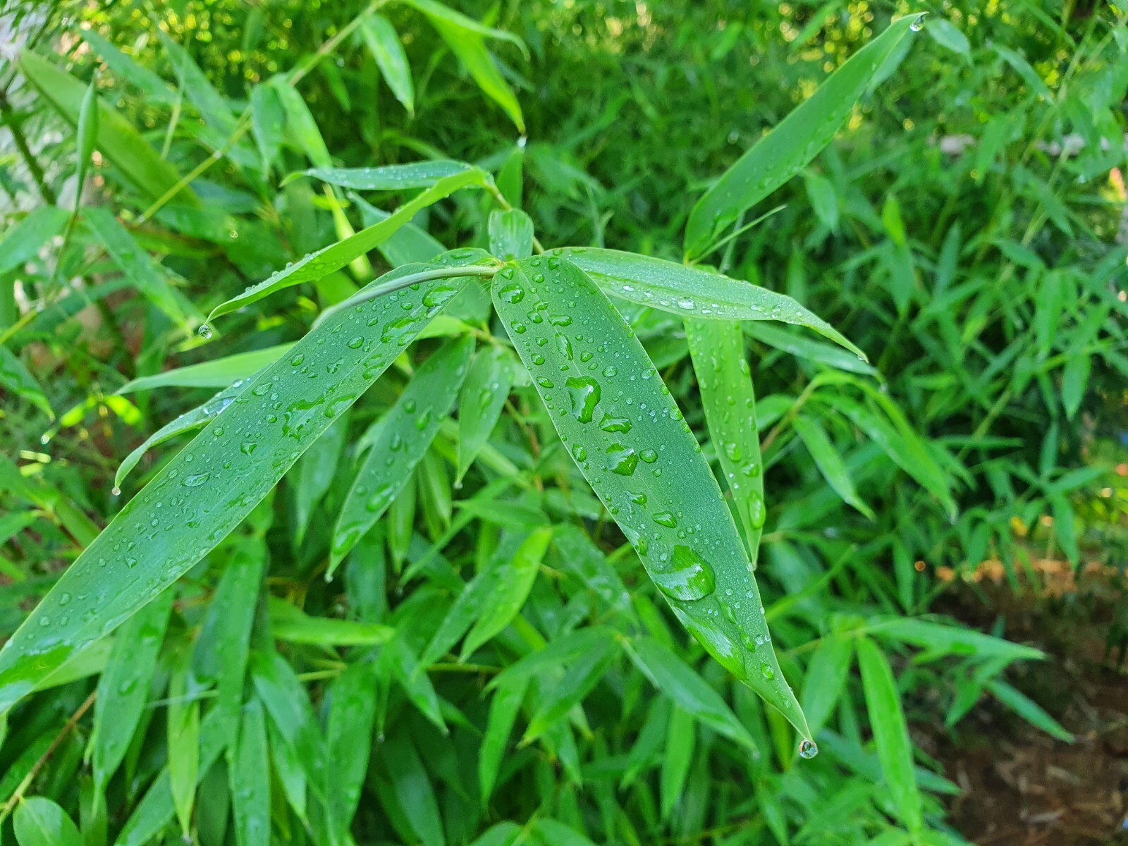 Madake Bamboo Rhizomes 1–12 Pack (Phyllostachys bambusoides) • Fast-Growing