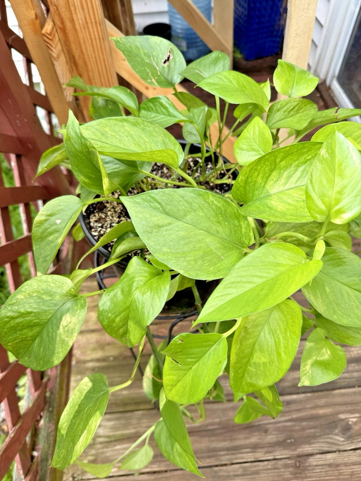 Jessenia Pothos 3 x 1 leaf 1 node Cutting Ships in Moss Off Mature Mom Plant