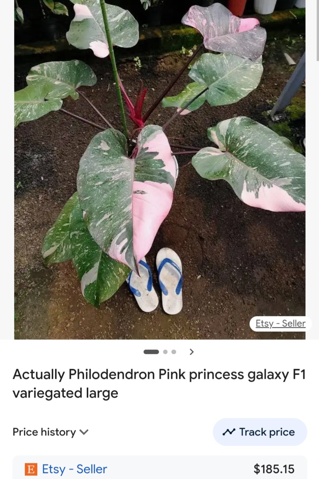 Rare Philodendron Dark Cherry Princess Galaxy 15″ Wide Not Monstera Anthurium