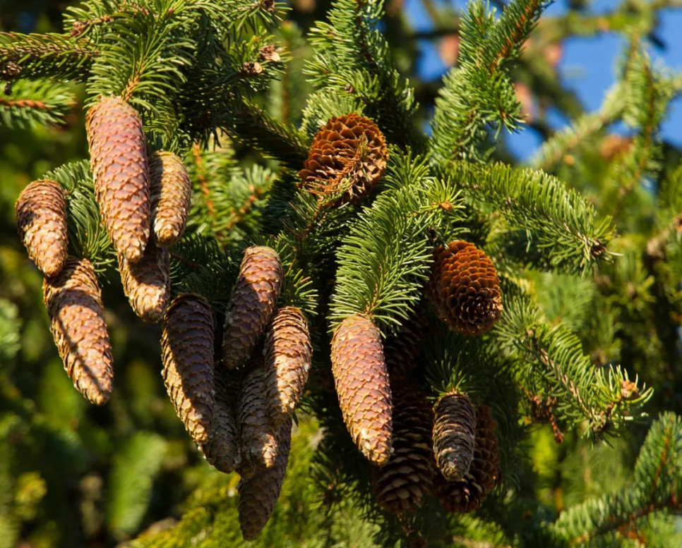 Norway Spruce Plant – 3-6″ Tall – Evergreen Conifer Tree for Landscaping, Windbr