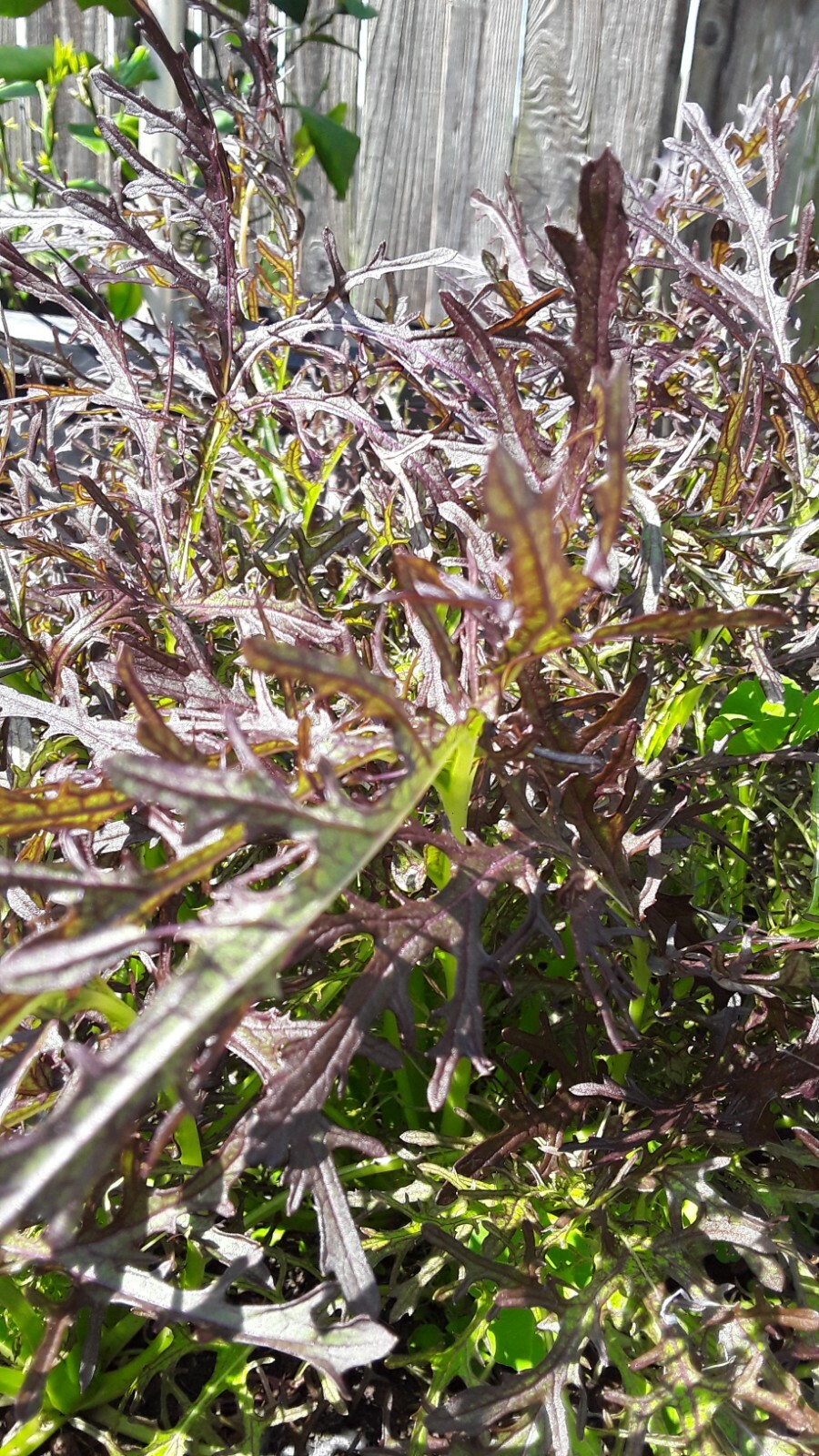 300 Seeds Red Leaf Mizuna Japanese mustard seeds.