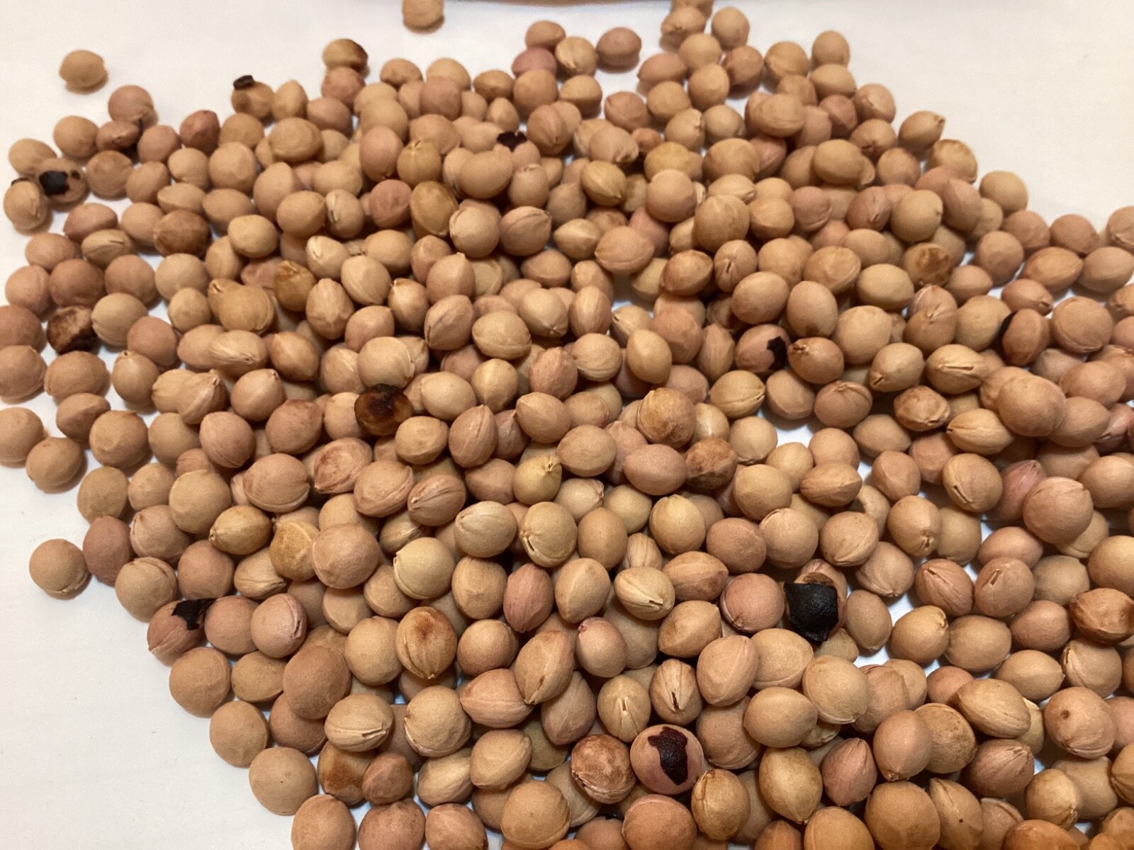 Black cherry tree seeds (prunus serotina)