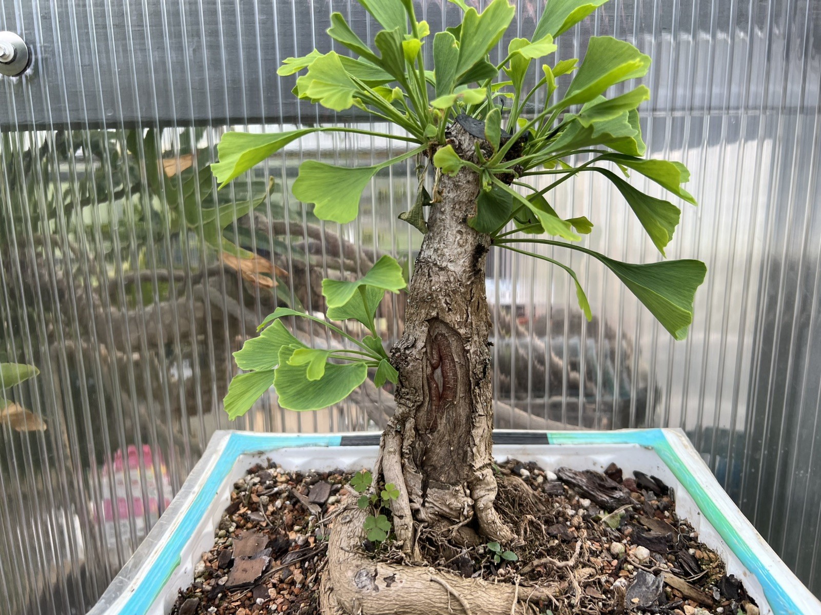 Old Ginkgo Biloba Bonsai Tree 2” Base 15” Tall 10 Years Old