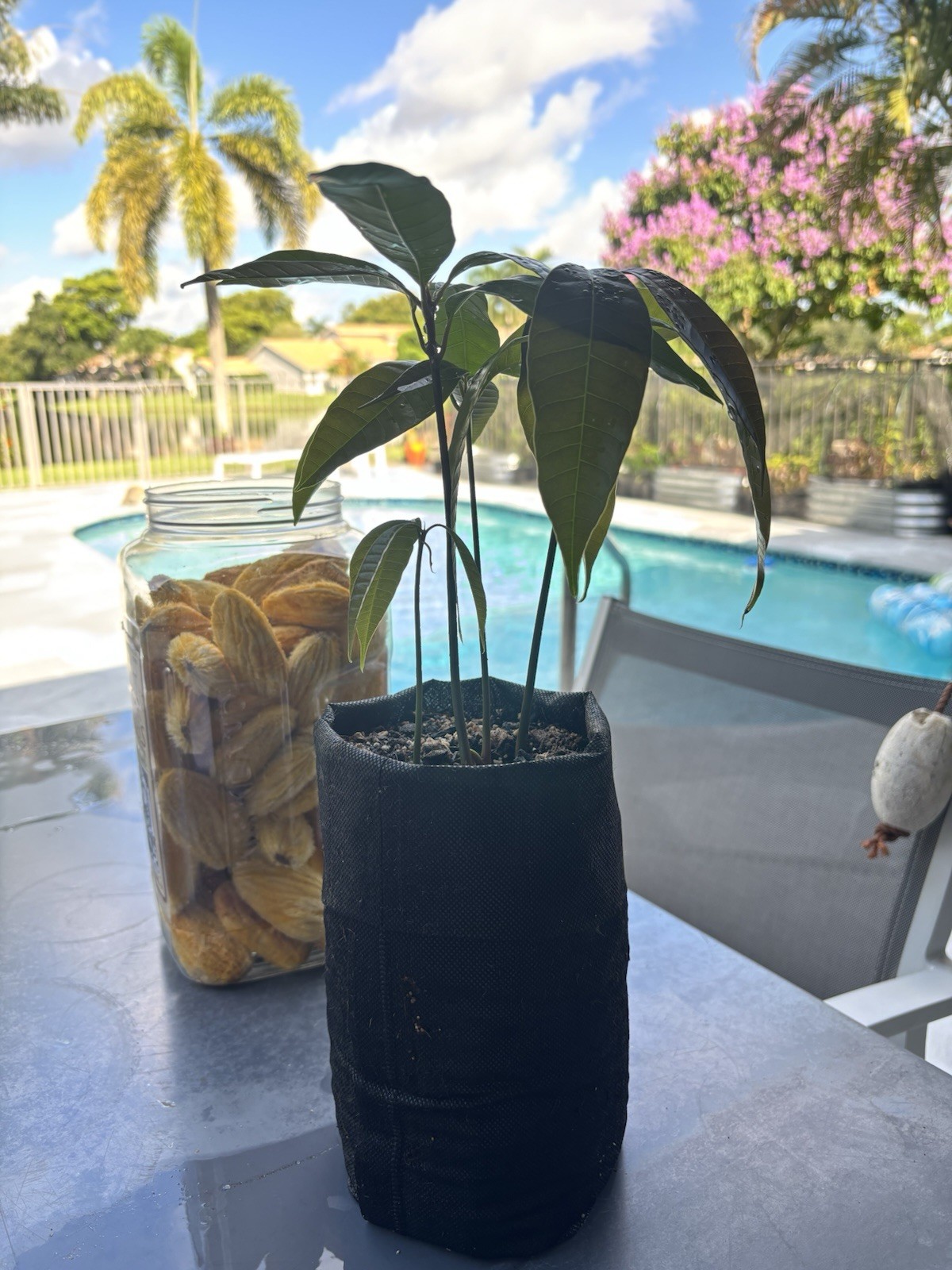 2 Yrs To Fruit Mango Tree Clone Polyembryonic 25 Seeds NO GRAFTED NEEDED