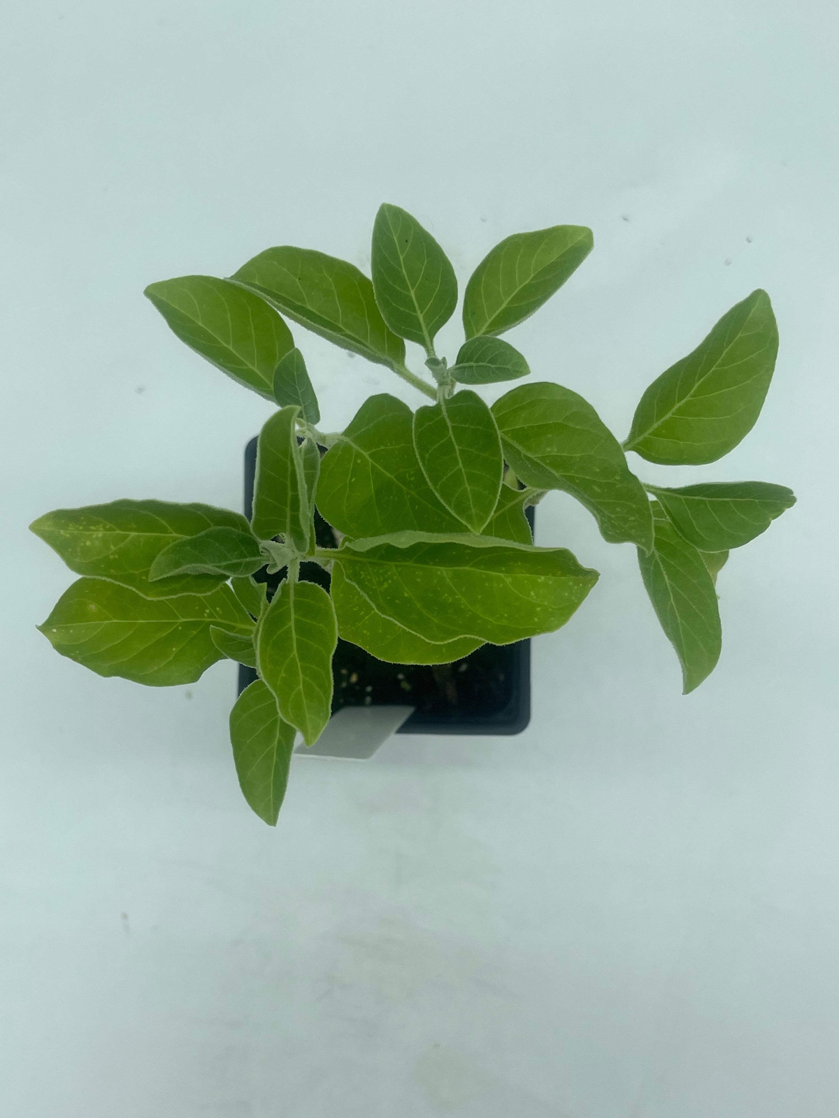 African Ashwagandha Starter Plant – Withania Somnifera