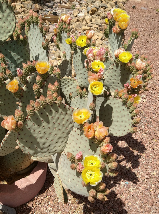 Opuntia rufida Clock Face Cold Hardy Cactus 1 Pad