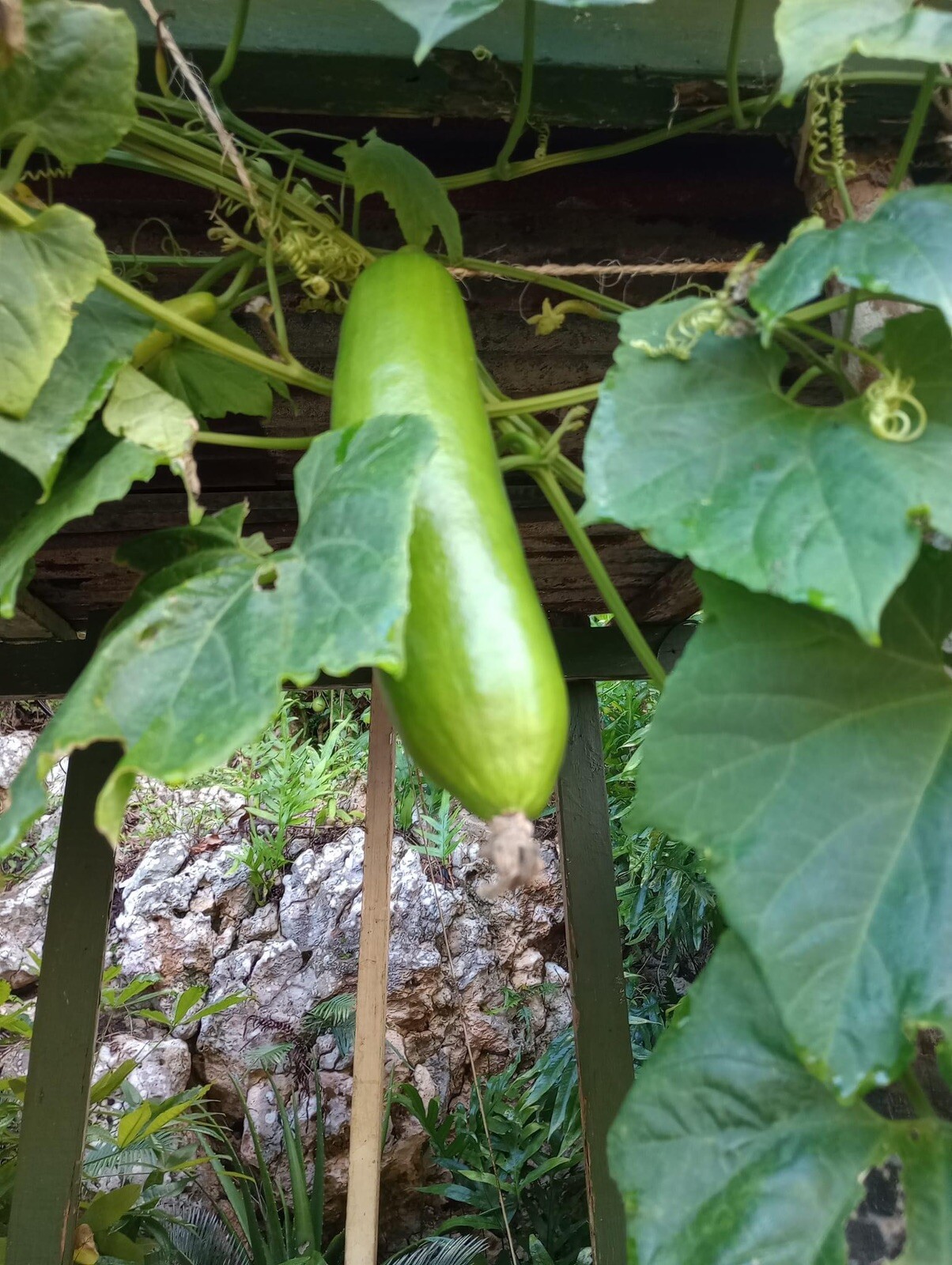 Organic Sicana odorifera 8 Seeds cassabanana musk cucumber puttigel sikana