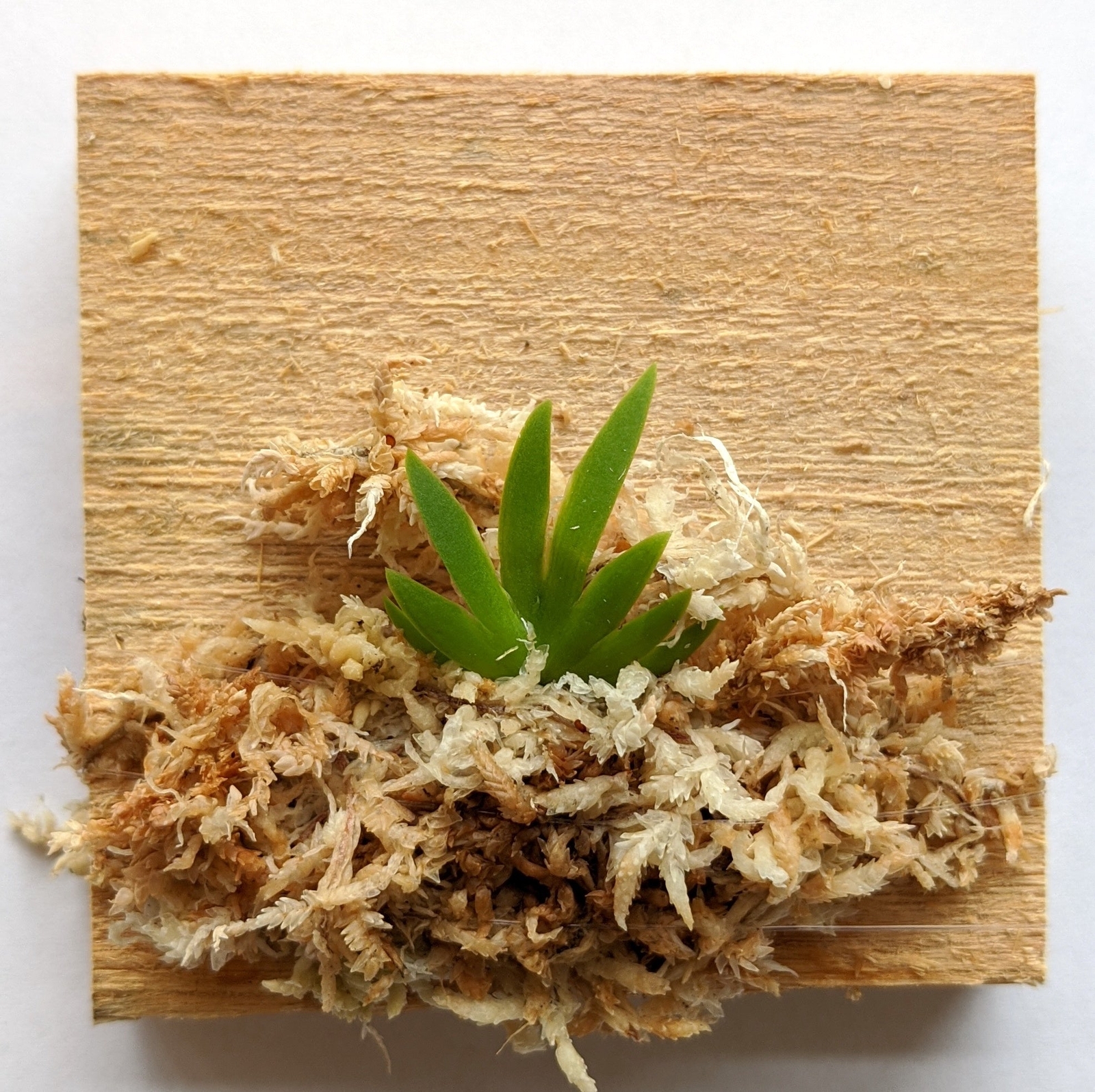 Miniature Orchid: Psygmorchis Pusilla with Flower Spike