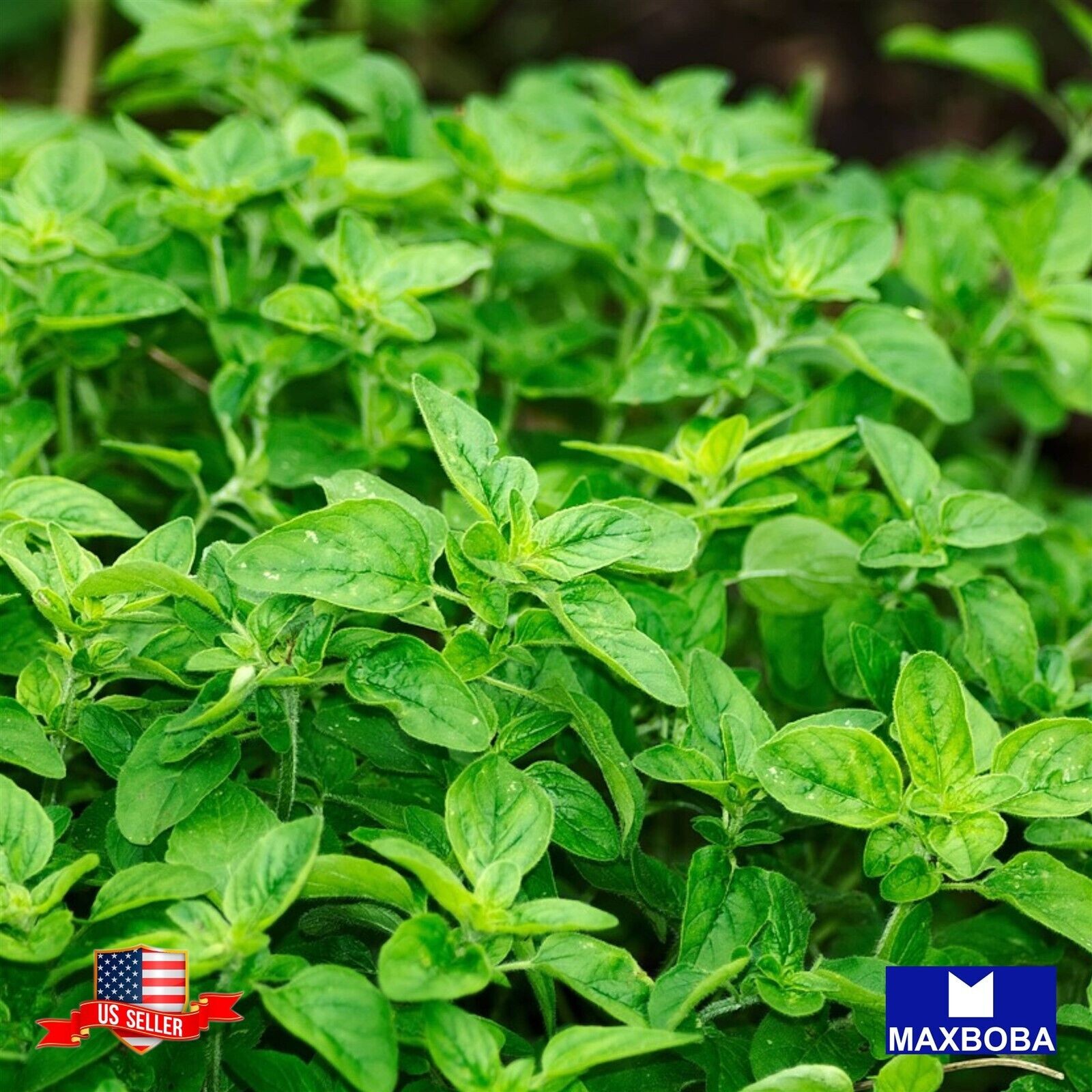 Oregano Sproutings 9000 Seeds Common Italian Heirloom Non-GMO