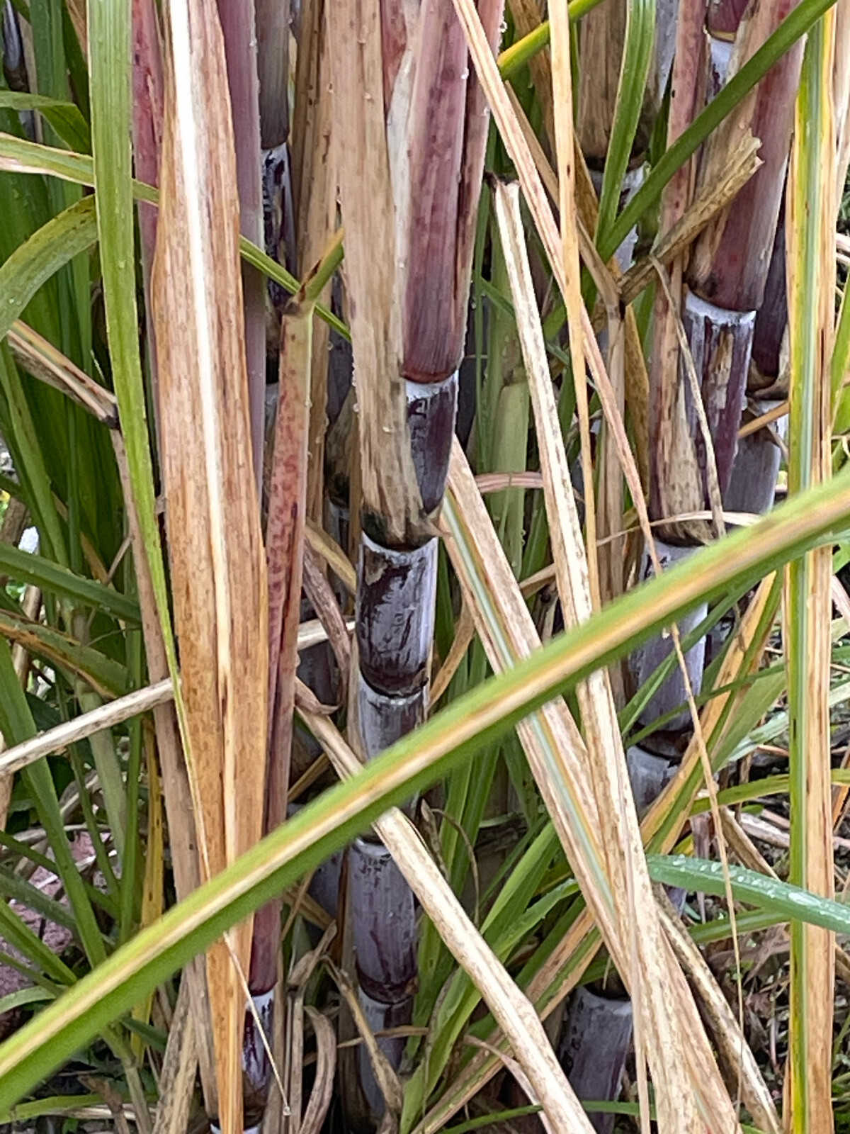 8 cutting Sugarcane Plants Organic -Sugar Cane Red/Purple/Black 2-3 Eyes