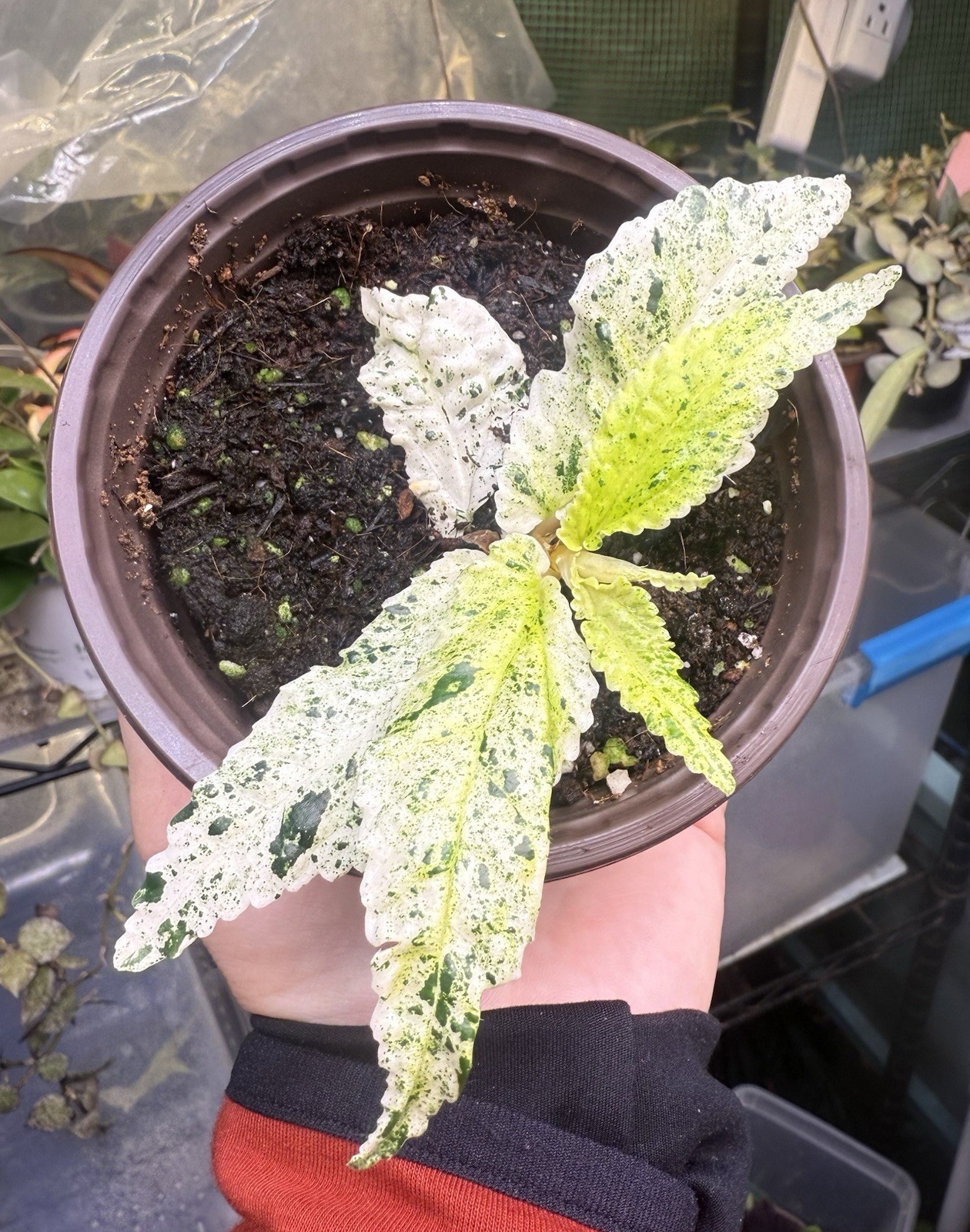 Peppermint Begonia, Rare, Variegated Pellionia Repens, In A 4” Pot