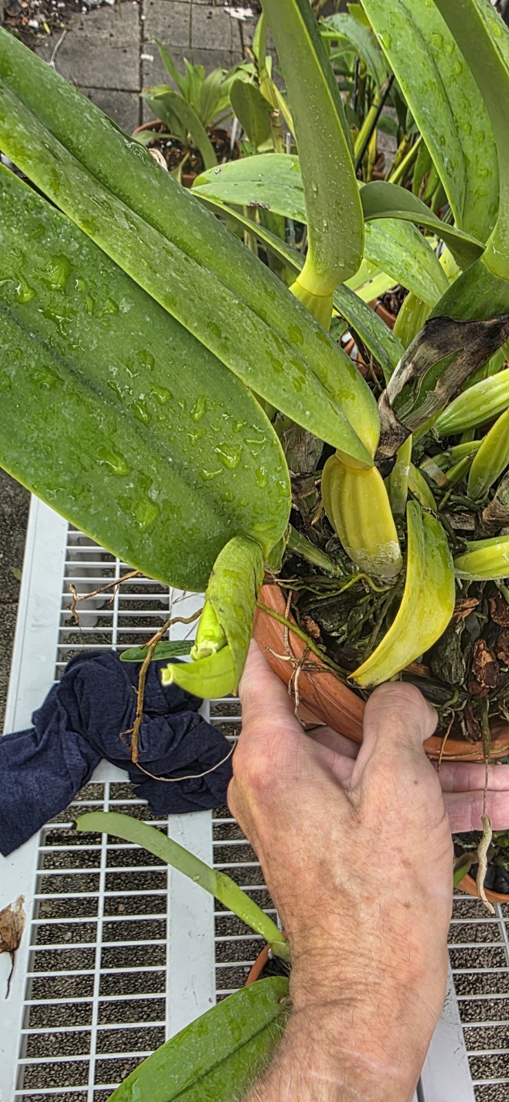 Cattleya jemenii v semi alba x delicata Fragrant XXL Plant Buds Starting To Pop