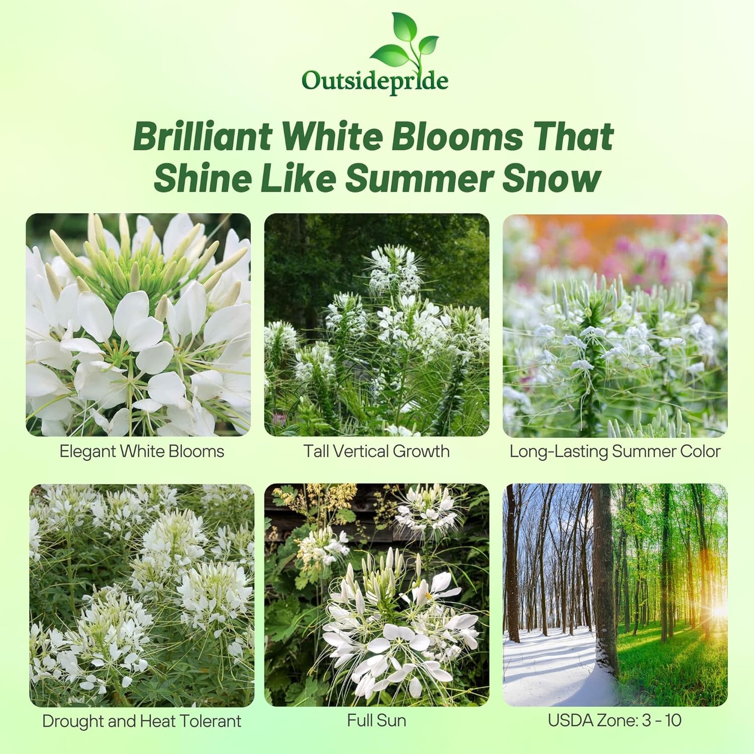 1000 Seeds White Cleome Spider Flower Seed For Xeriscape Gardens