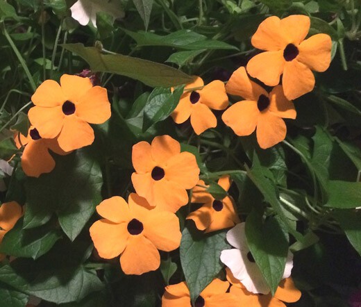 BLACK EYED SUSAN VINE Thunbergia Alata – 1,000 Bulk Seeds