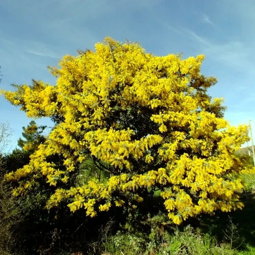 Chocolate Mimosa Tree Seeds (Acacia Baileyana v. Purpurea) Fern Leaf Flower