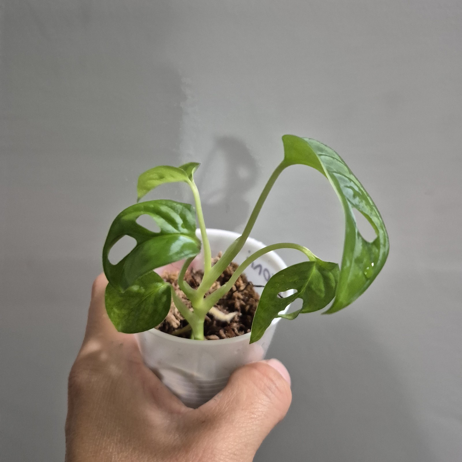 Monstera Adansonii – Monstera Swiss Cheese – 2.5 Inch – EXACT PLANT