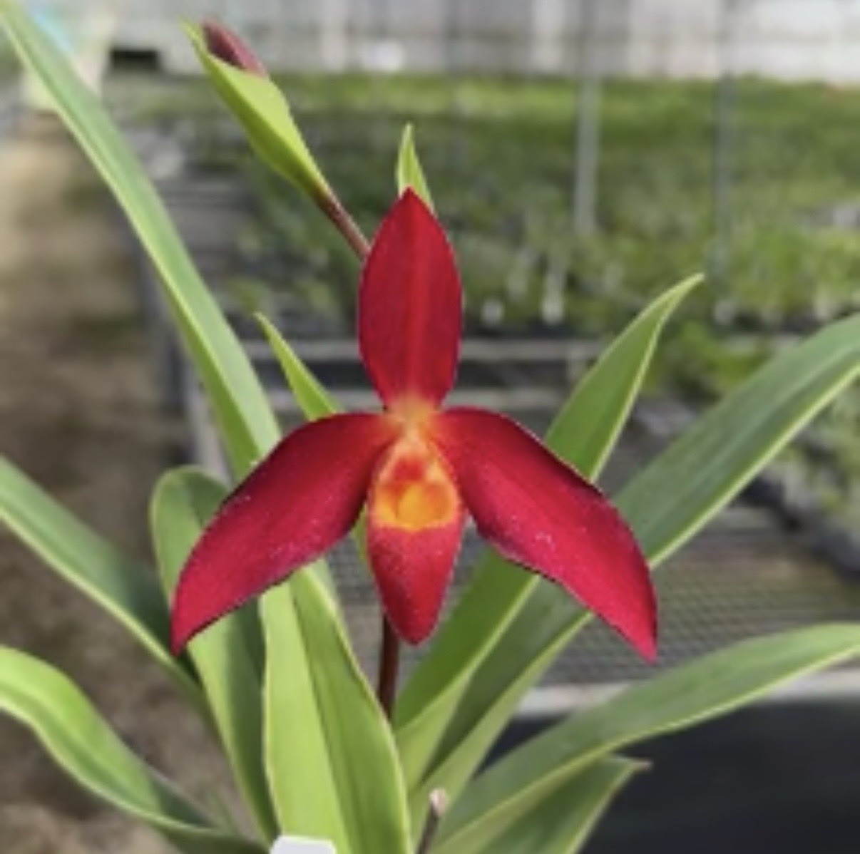 Phragmipedium Red Angels Yellow Orange Orchid Hybrid Fresh Import 4” RePot