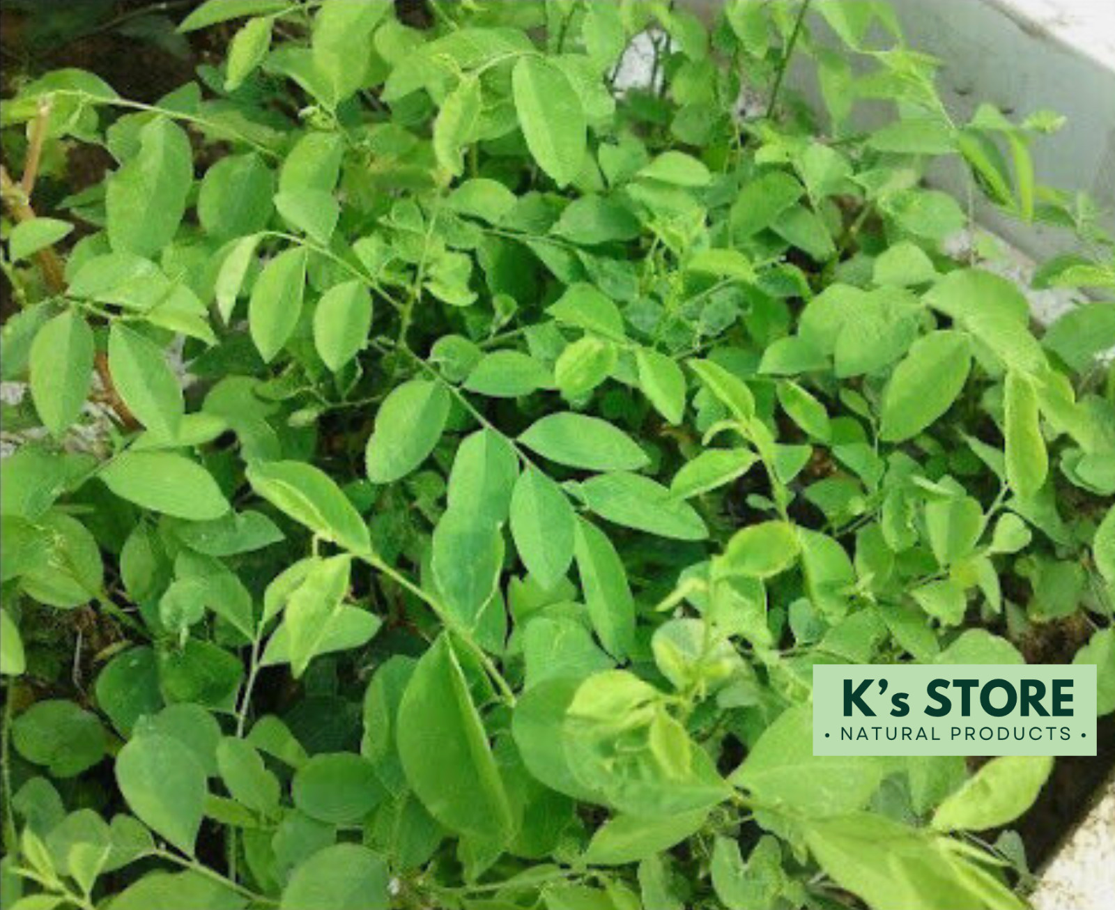 KATUK SWEET LEAF, SAUROPUS ANDROGYNUS SEEDS – HẠT BỒ NGÓT
