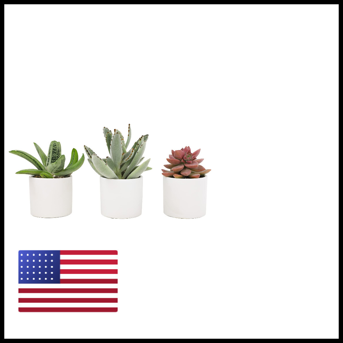 Plants For Pets Succulents 3 Pk Live Succulent Plants In White Pots Mini