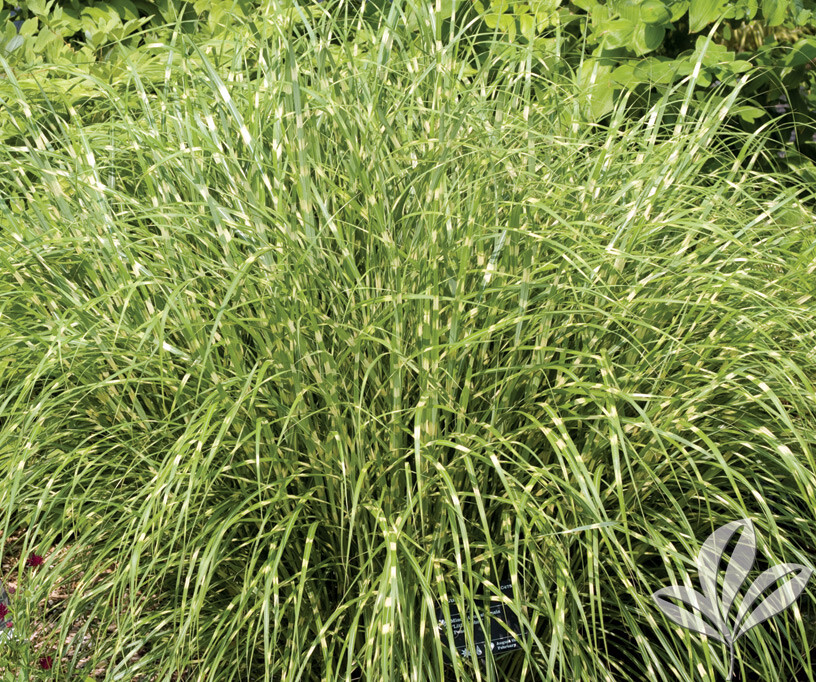 ZEBRA GRASS CLUMP LIVE STARTER PLANT 6 INCHES