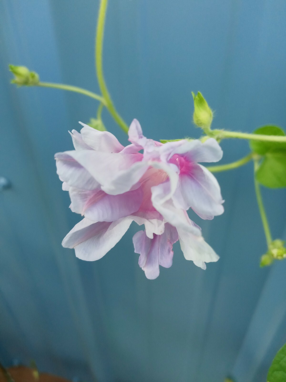 Japanese Morning Glory-Pink & White Ruffles-10 Seeds from my yard-USA-2023