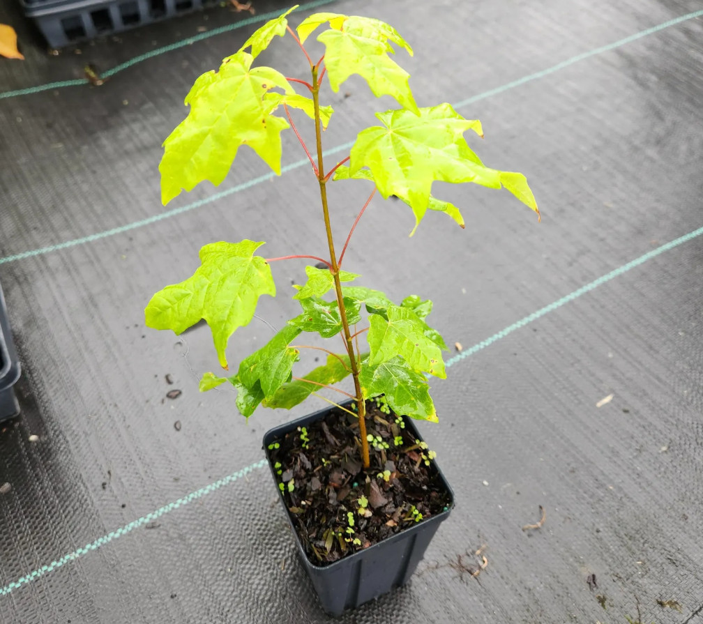 Live Sugar Maple Plant – 6” Tall – 4” Pot – Shade Tree for Garden & Landscape