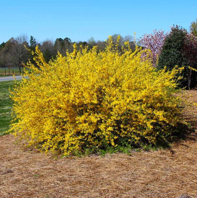 Live Lynwood Gold Forsythia Plant – 2.5” Pot – Early Spring Yellow Flower Shrub