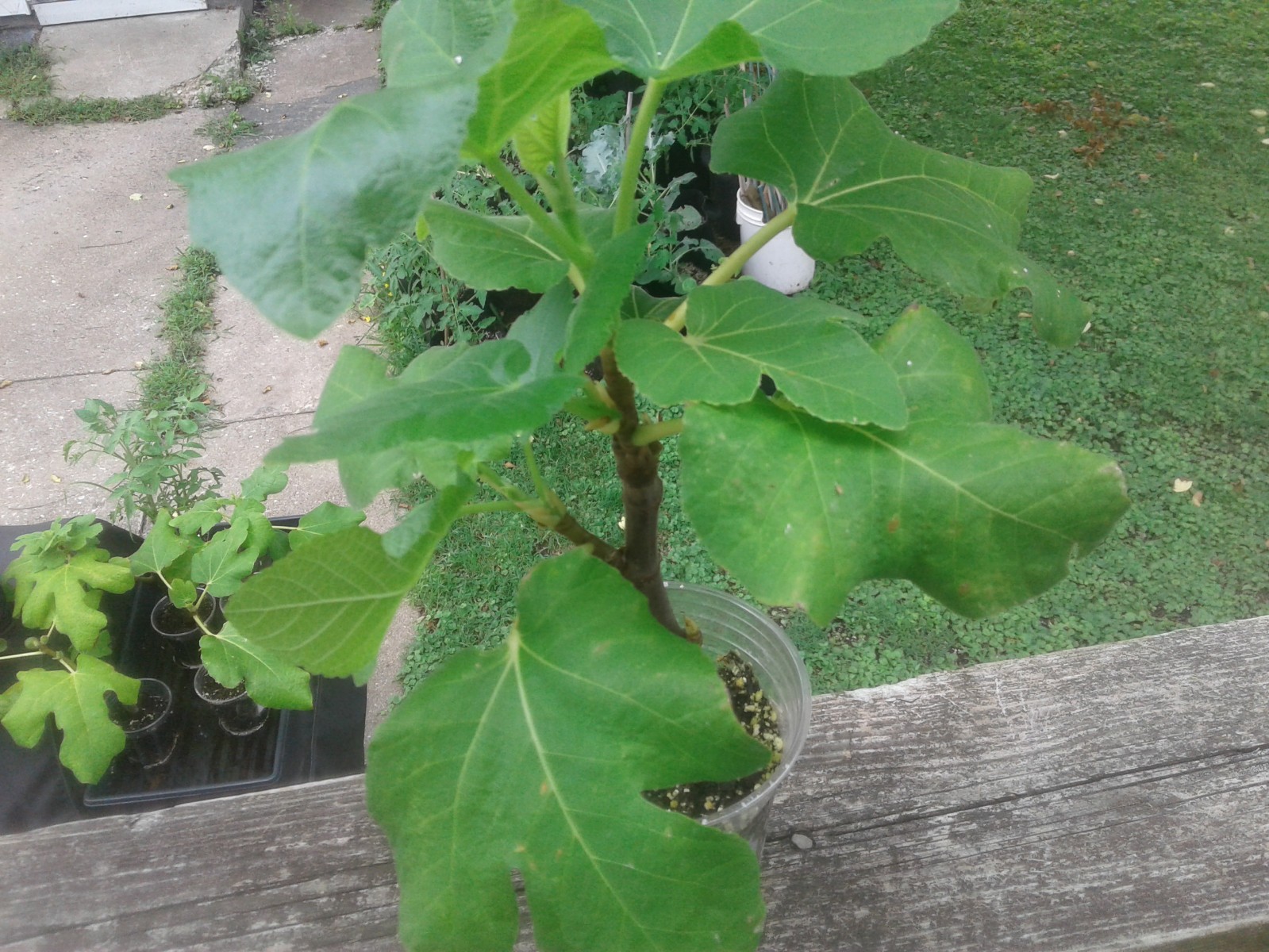 2 Italian 258 Fig Trees Ficus Carica 2 Healthy Cultivars 9″to 12″ H & 5″-7″ W